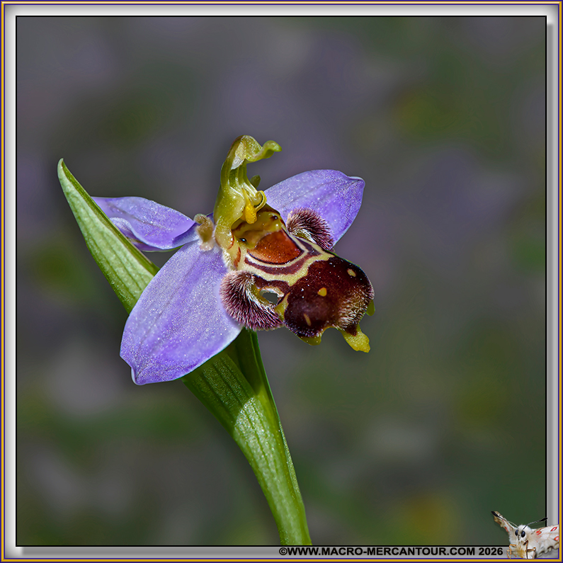 Ophrys Abeille